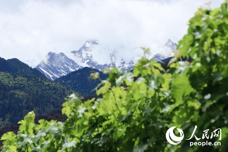 ������ʡ�ϑc���������ݣ��M��ɽ�}�D���γɵĸɟ�ӹ���׌�@��ɞ��m���������L(zh��ng)�ġ��S��؎��������L��(du��)�󹩈D