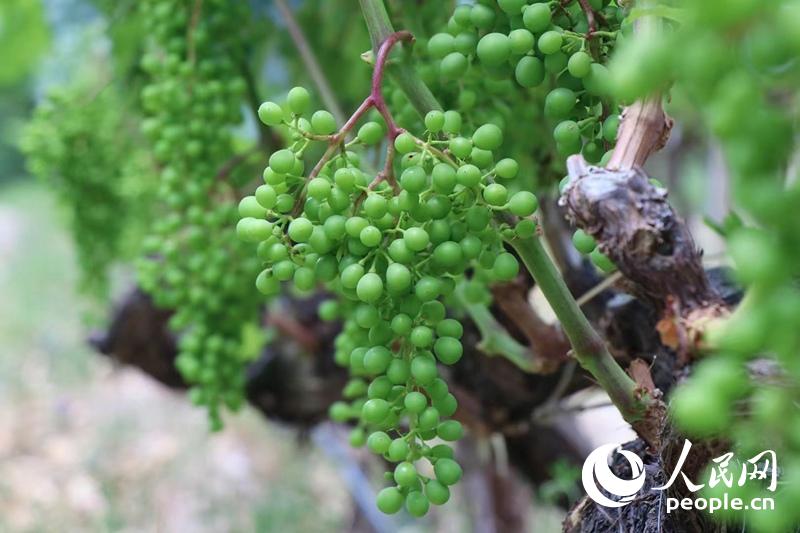 �ȴ���ժ�ı����������L��(du��)�󹩈D