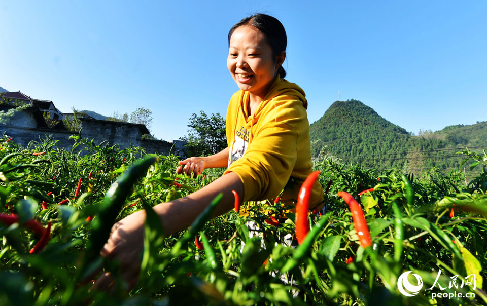 �����������ζ�h����9��21�����ؑc�����(y��ng)�������������οh��ƺ�l(xi��ng)ǰ�h���ʮ��(g��)�����ں����Nֲ��������æµ����ժ�������MĘ¶��Ц�������˲�ƣ����ꐱ��� �z��