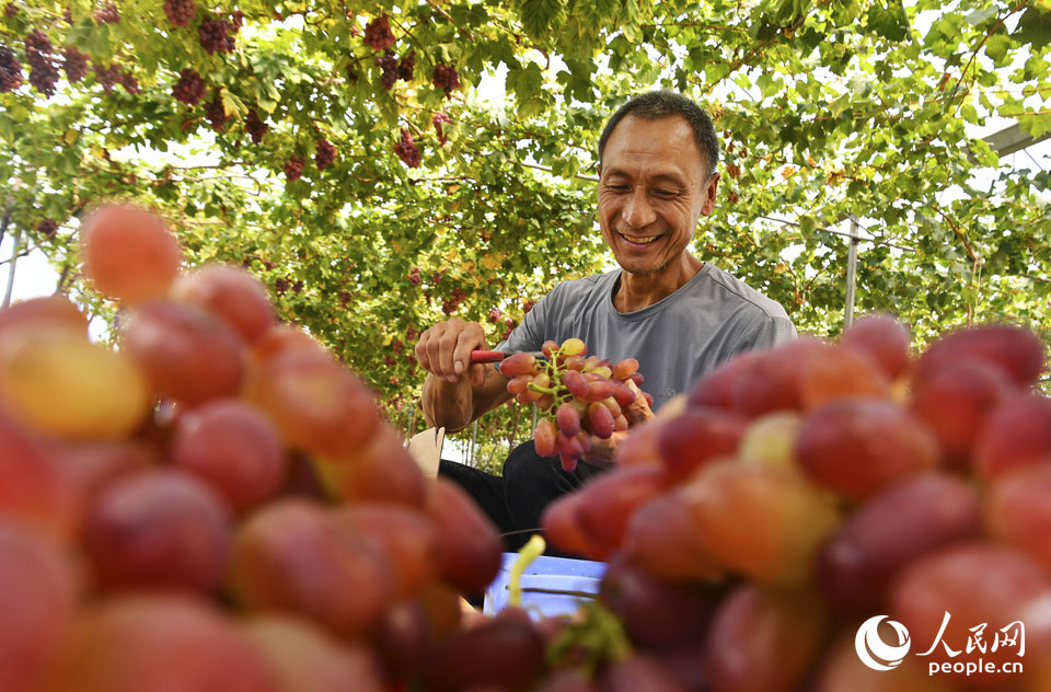 2021��9��21�����Ĵ�ʡ�V������ٿh�w���(zh��n)�Ӡ��ڴ����ѻ��������r(n��ng)����æ����ժ������������æµ�Кg�c�Լ��Ĺ�(ji��)������������ �z��