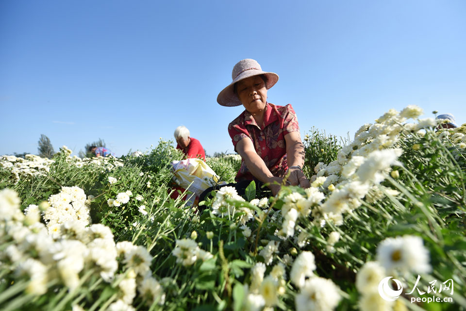 2021��9��21�����ӱ�ʡ�����з��l(xi��ng)�^(q��)�|�ı��(zh��n)���w��ջ���ɫ�a(ch��n)�I(y��)�@�Nֲ�ı������M(j��n)��ʢ�������������﹝(ji��)�����������sæ��ժ����Ѧ���| �z��