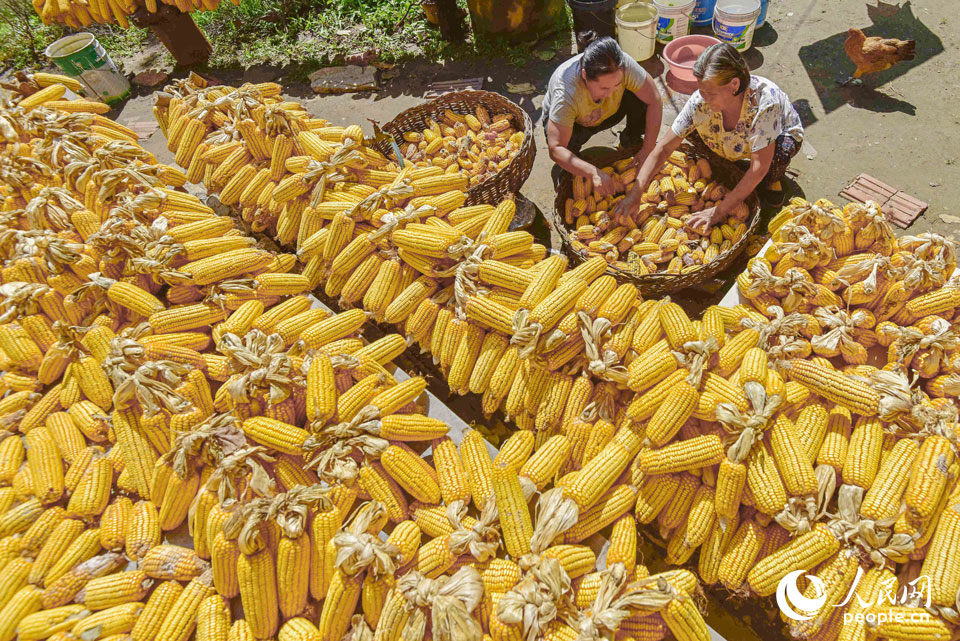 2021��9��21����ɽ�|ʡ�����ЏR���(zh��n)���������r(n��ng)����æ�����������������^�� �z��