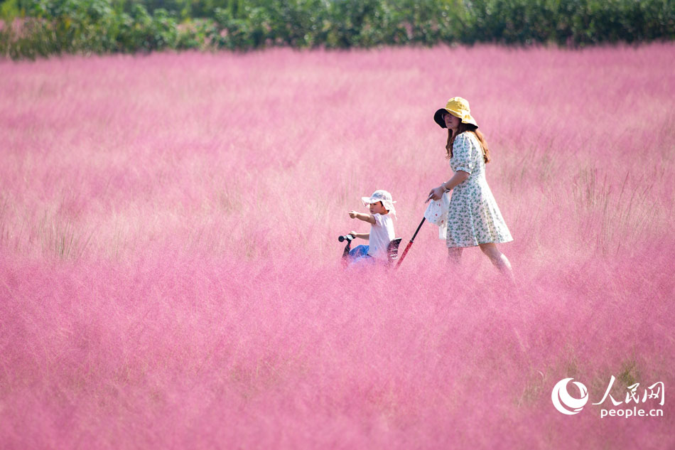 ��(gu��)�c���������Kʡ�Ͼ�����ˮ�^(q��)���d�f�@�Nֲ�ķ���y�Ӳ��M(j��n)���^�p������Ƭ�ġ���ɫ��Ұ����������ǰ��(l��i)�^�p��������(l��)�����Օr(sh��)�����K�(y��ng)�z