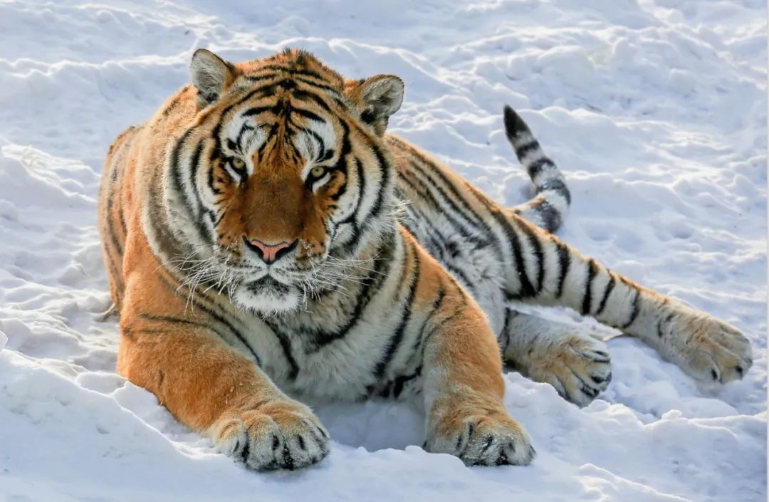 �|��������(gu��)�ҹ��@����(gu��)���֘I(y��)�Ͳ�ԭ�ֹ��D