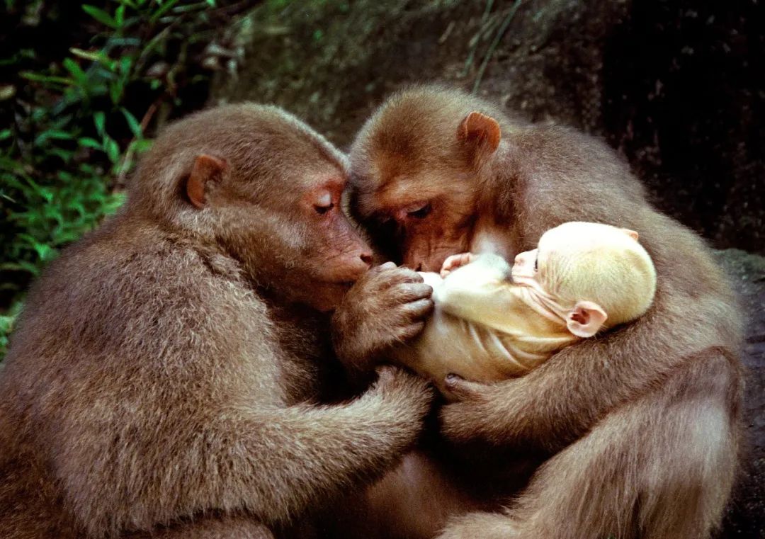 ����ɽ��(gu��)�ҹ��@����(gu��)���֘I(y��)�Ͳ�ԭ�ֹ��D