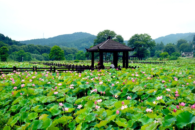 �Gɫ�����¿h���Һ��l(xi��ng)��eɽ�t���Ļ��@���^(q��)��ɻ�ʢ�_(k��i)�������(l��i)���¿hͨ�^(gu��)�Gɫ�������߳������·�� �������z