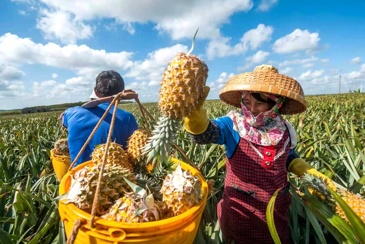 菠蘿種植戶正在采收菠蘿。來源:受訪方提供