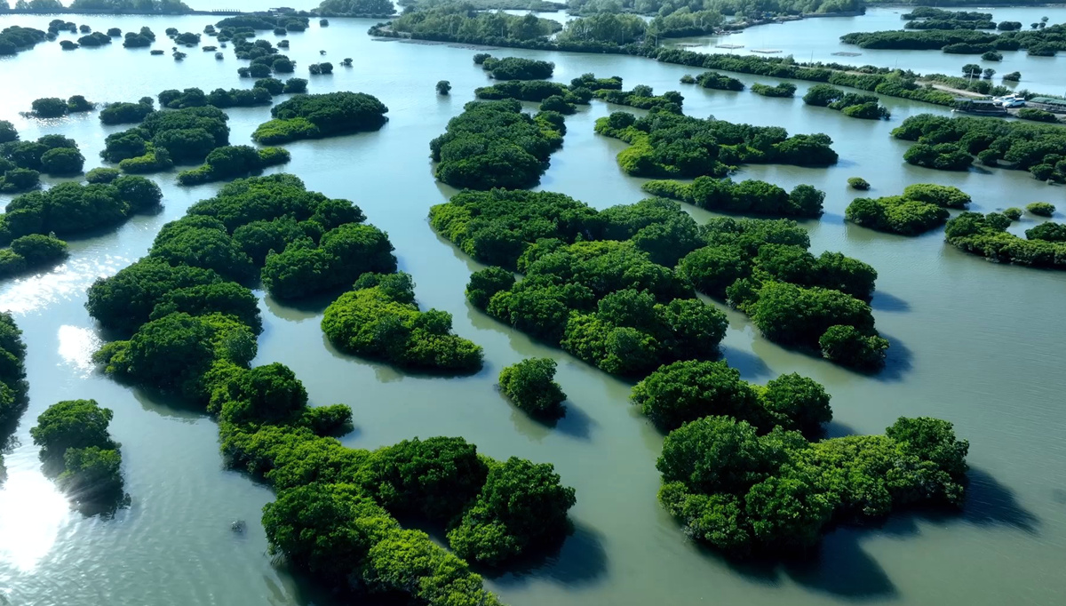 湛江金牛島紅樹林。來(lái)源:受訪方提供