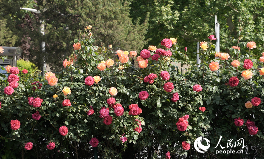 �������h(hu��n)·���ϵ��¼������x��������W(w��ng)ӛ�� ���옷�z