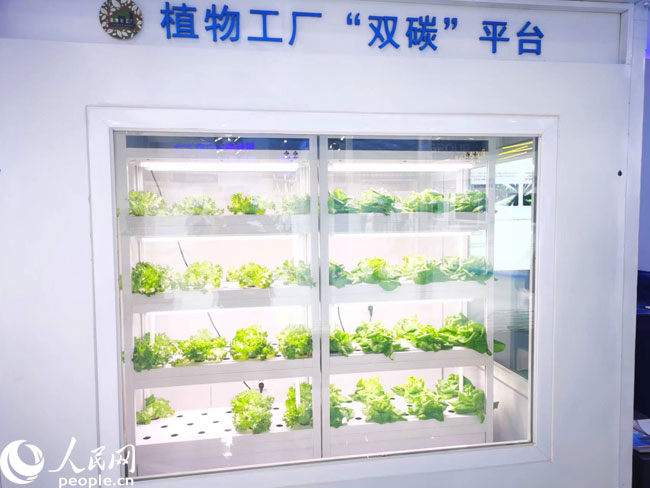 �����P��Փ��չ�[���Ʋ������F(xi��n)��չʾ��ֲ�﹤�S������W(w��ng)ӛ�� ��z