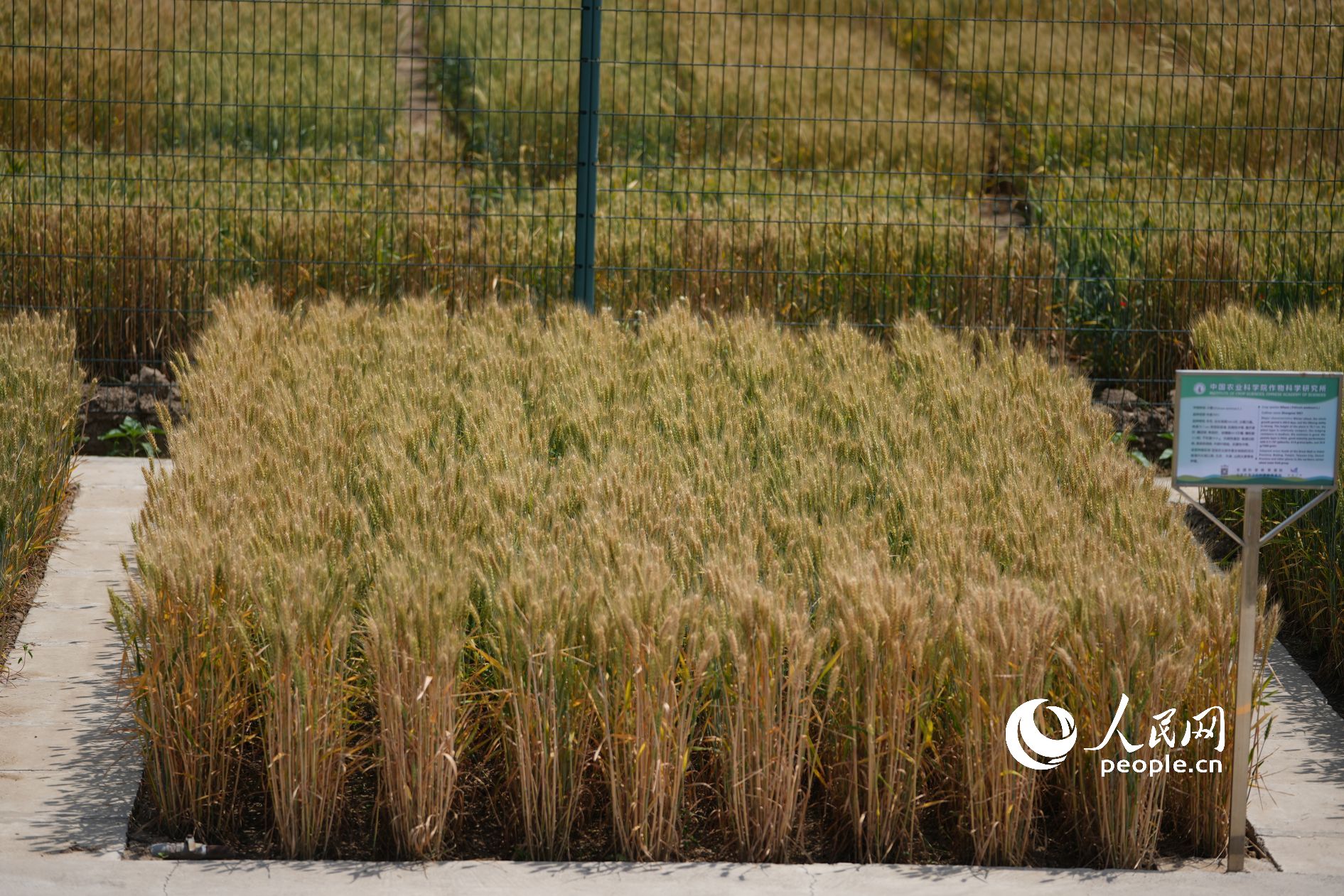 �����`�����Ї�(gu��)�r(n��ng)��Ժ����ƌW(xu��)�о��������ڿƌW(xu��)�о��Ϳ���չʾ�ȡ�����W(w��ng)ӛ�� ���옷�z