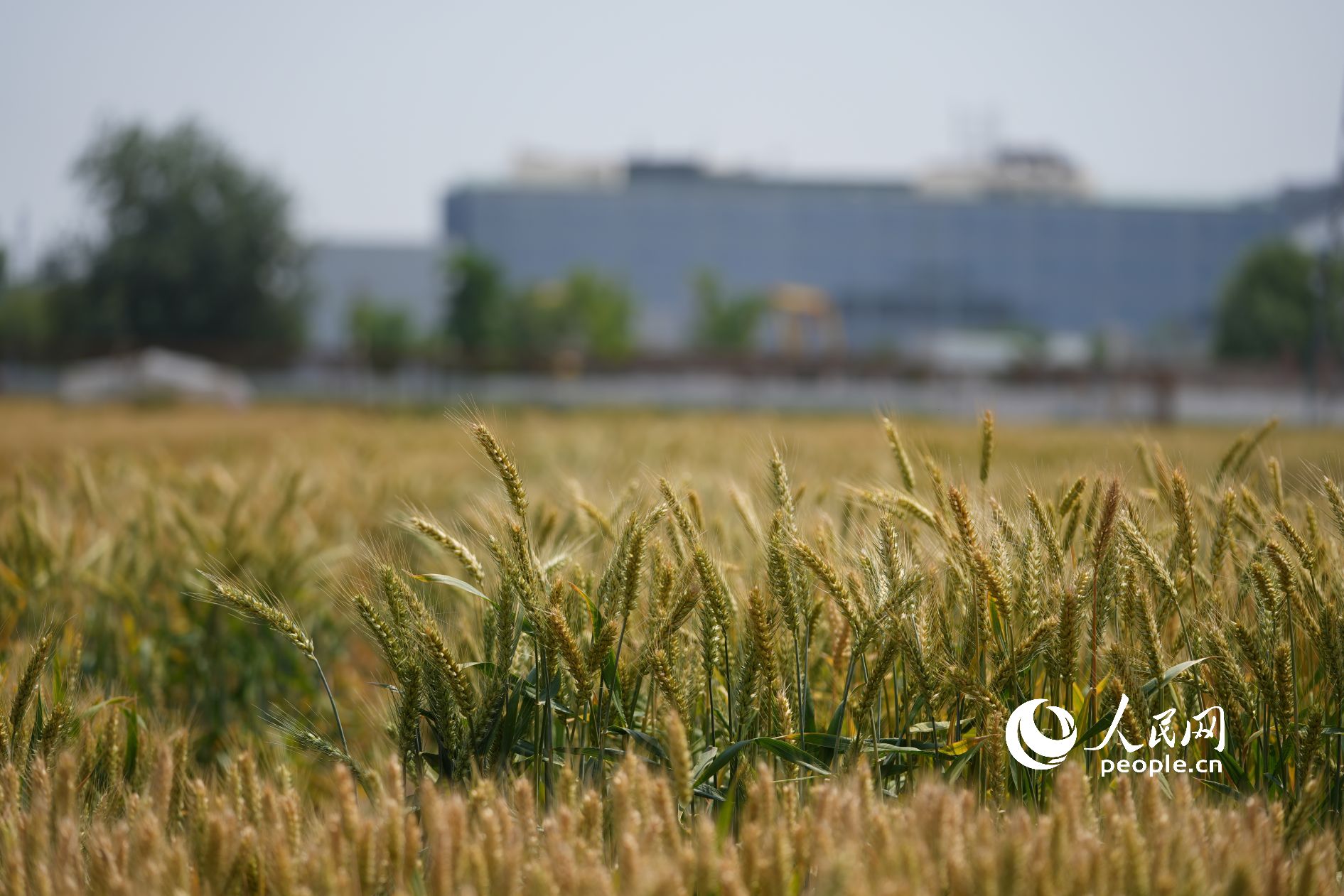 ���{�ڵı�������������S�G���g���S������������W(w��ng)ӛ�� ���옷(l��)�z