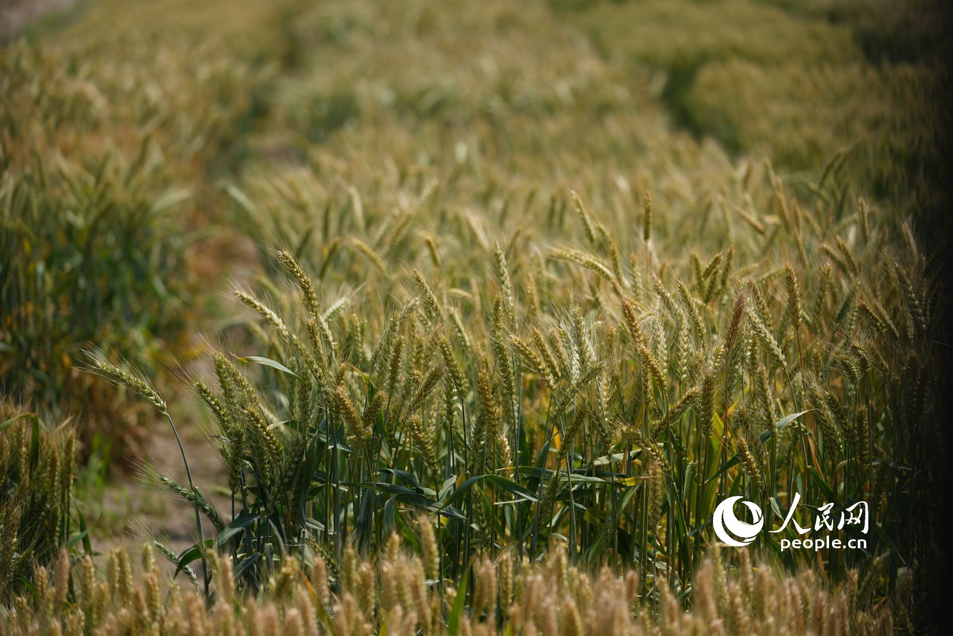 ���{�ڵı�������������S�G���g���S������������W(w��ng)ӛ�� ���옷�z