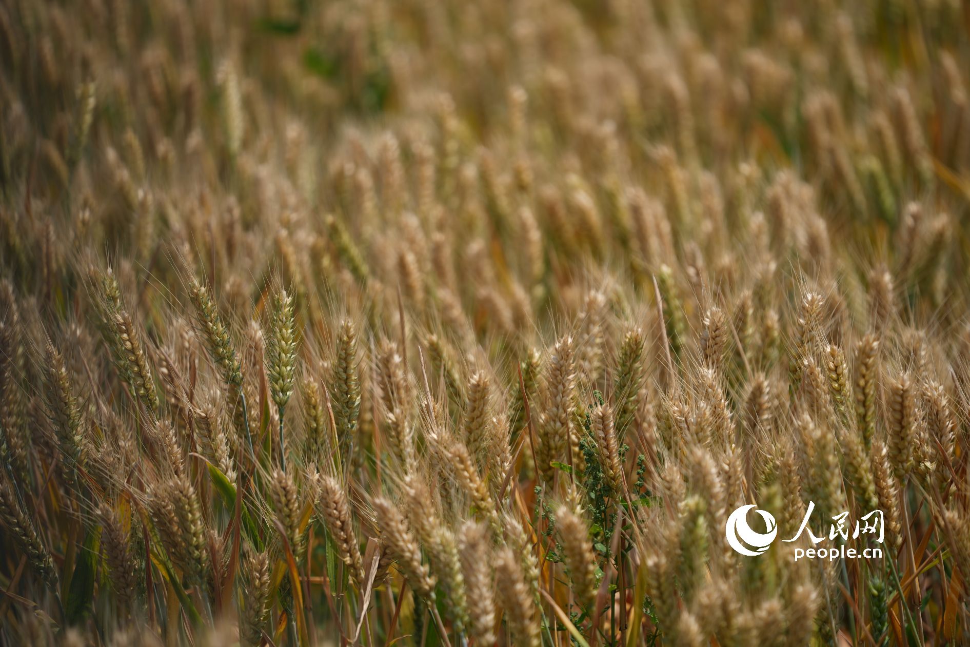 ���{�ڵı�������������S������������W(w��ng)ӛ�� ���옷�z