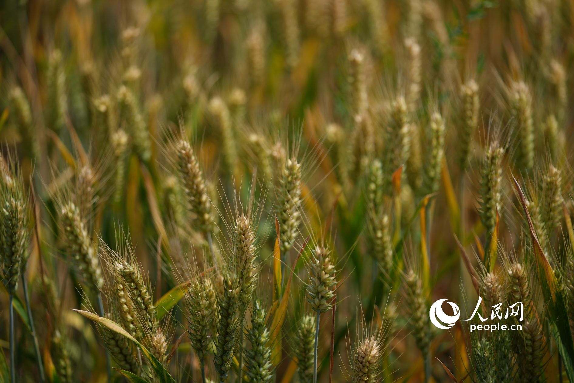 ���{�ڵı�������������S������������W(w��ng)ӛ�� ���옷�z