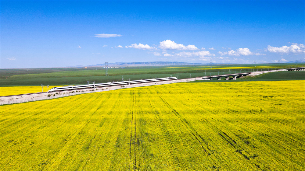 列車穿越萬畝油菜花海。徐凌波攝