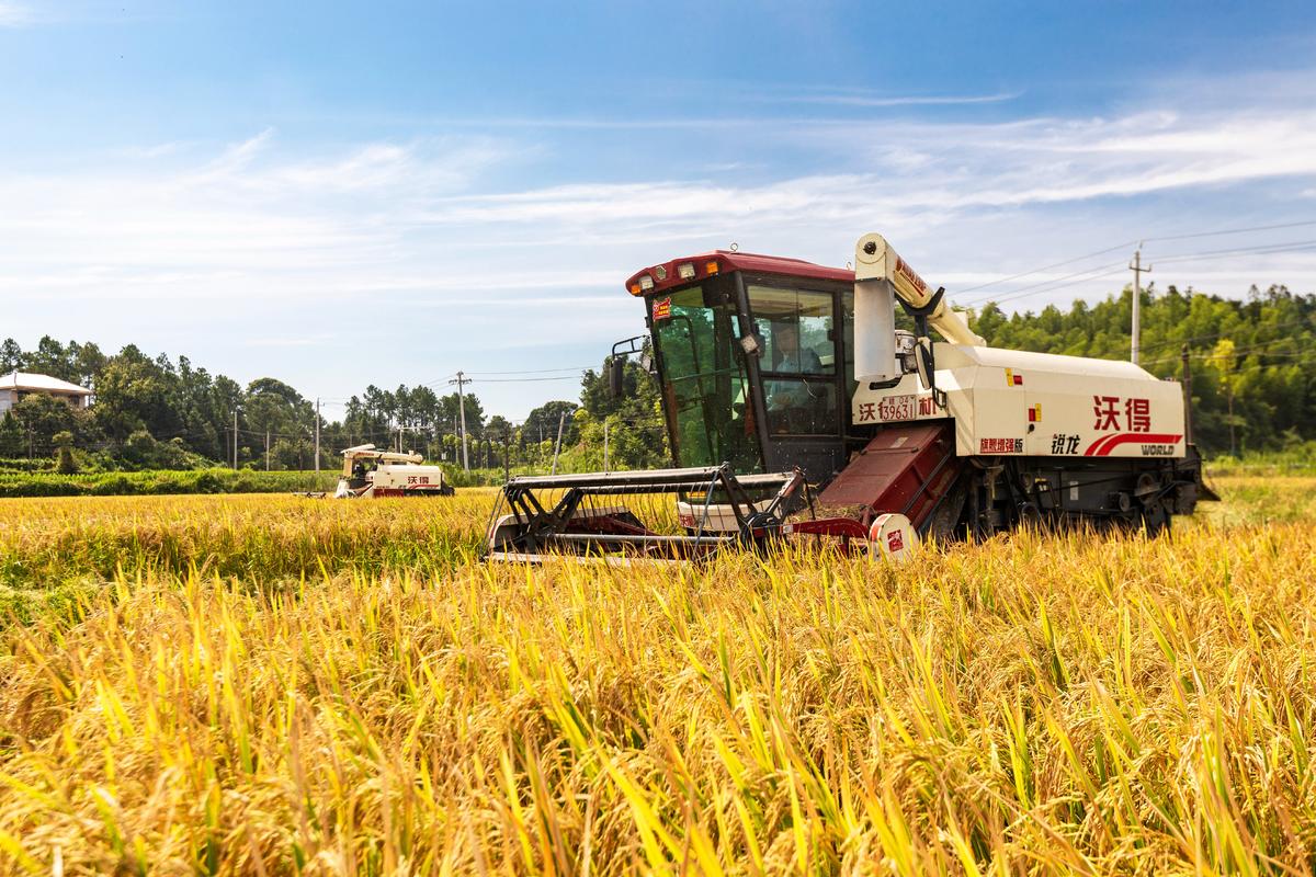 7��11�����ڽ���ʡ��ˮ�h��ɽ�l(xi��ng)��ȫ�����Z�r(n��ng)��ץ�o�������ո��ˮ���������z