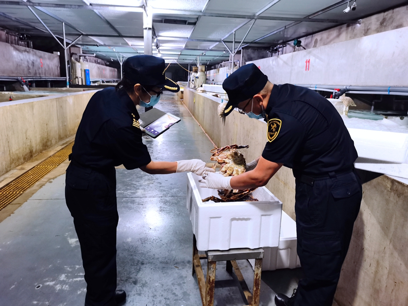 關(guān)員將隨機(jī)挑選的帝王蟹進(jìn)行裝箱送檢。人民網(wǎng)記者 栗翹楚攝