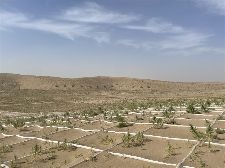 民勤沙咀墩治沙造林示范區(qū)。圖片來源:國家林草局