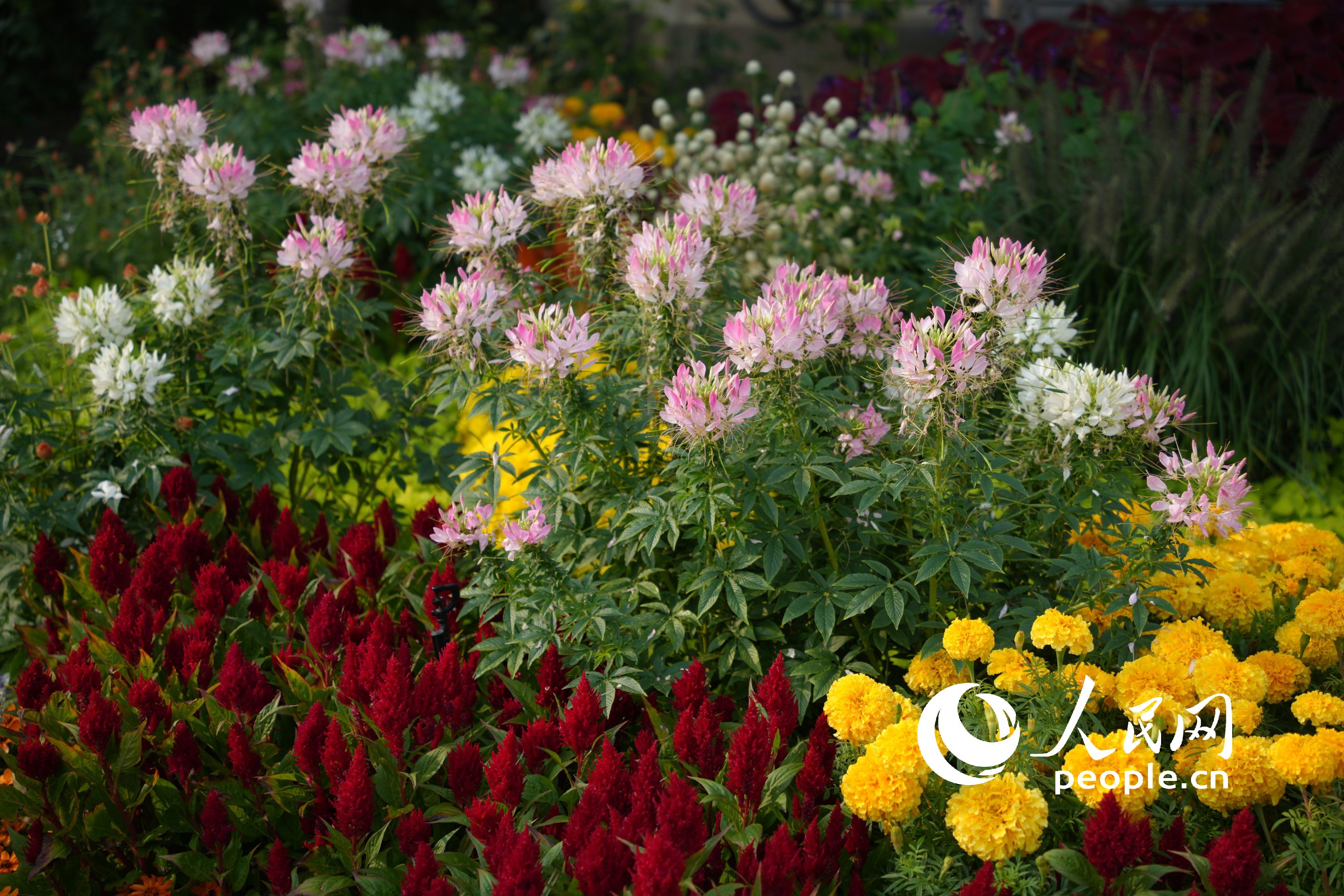 λ�ڱ����|��·�ڵġ���ƽ�l(f��)չ�����}������������W(w��ng)ӛ�� ���옷�z��