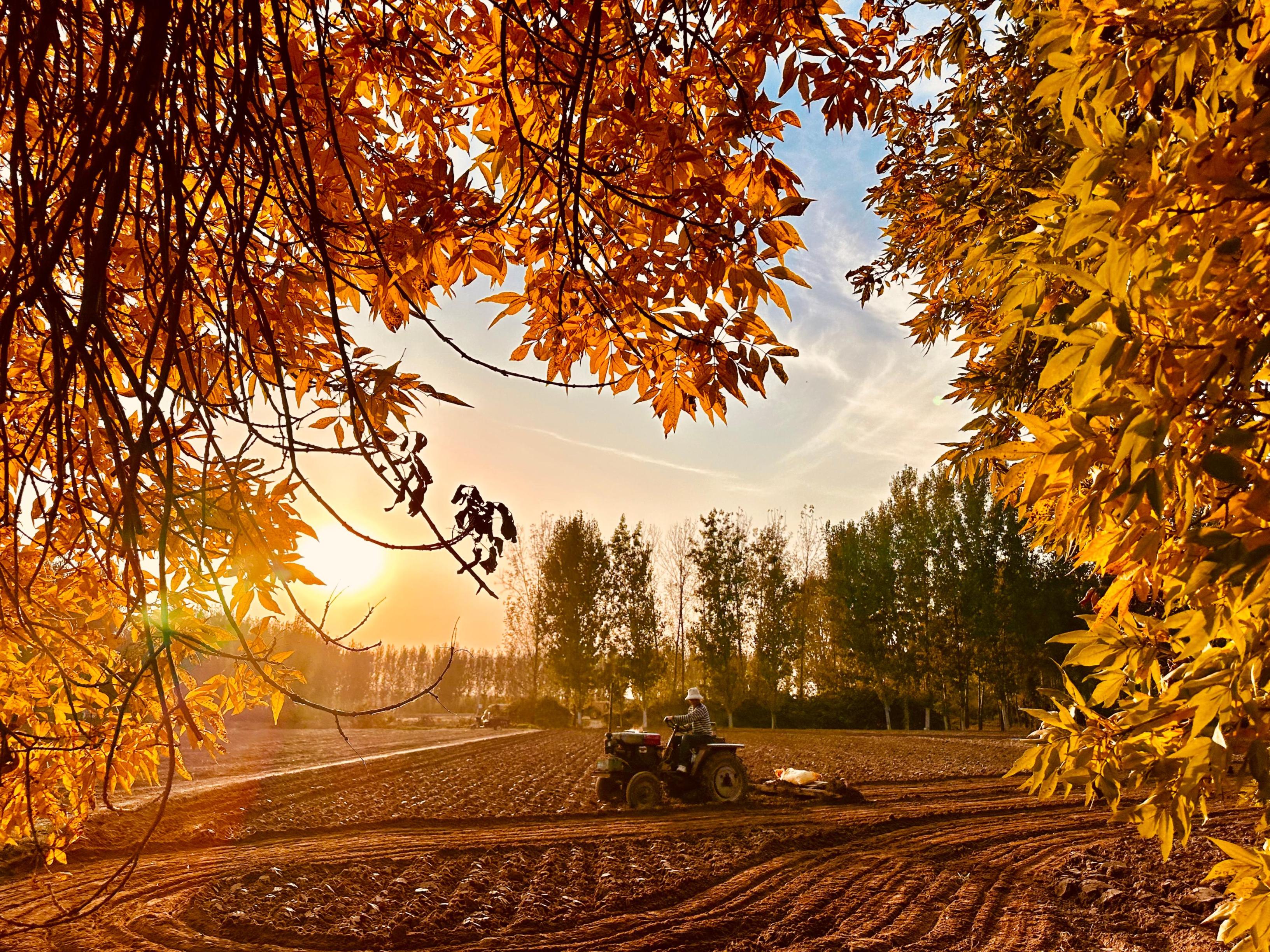 河南省安陽市內(nèi)黃縣梁莊鎮(zhèn)的農(nóng)田內(nèi),農(nóng)戶正在播種小麥。尹明曉攝