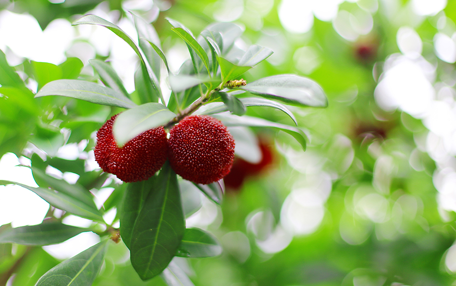 �㽭�ɾӹŗ�÷���r�I(y��)�r�岿���D