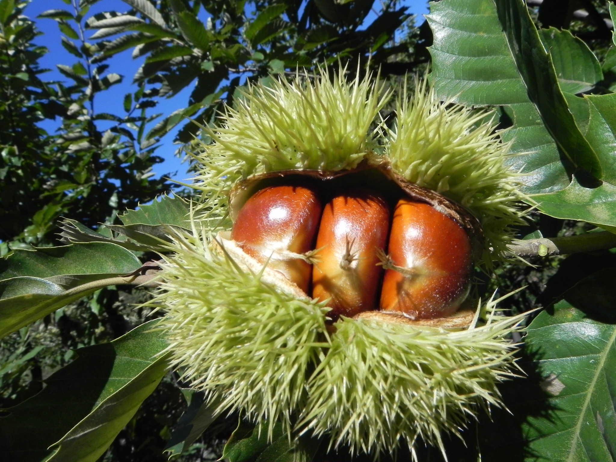 �ӱ����ǂ��y(t��ng)�������r�I(y��)�r�岿���D