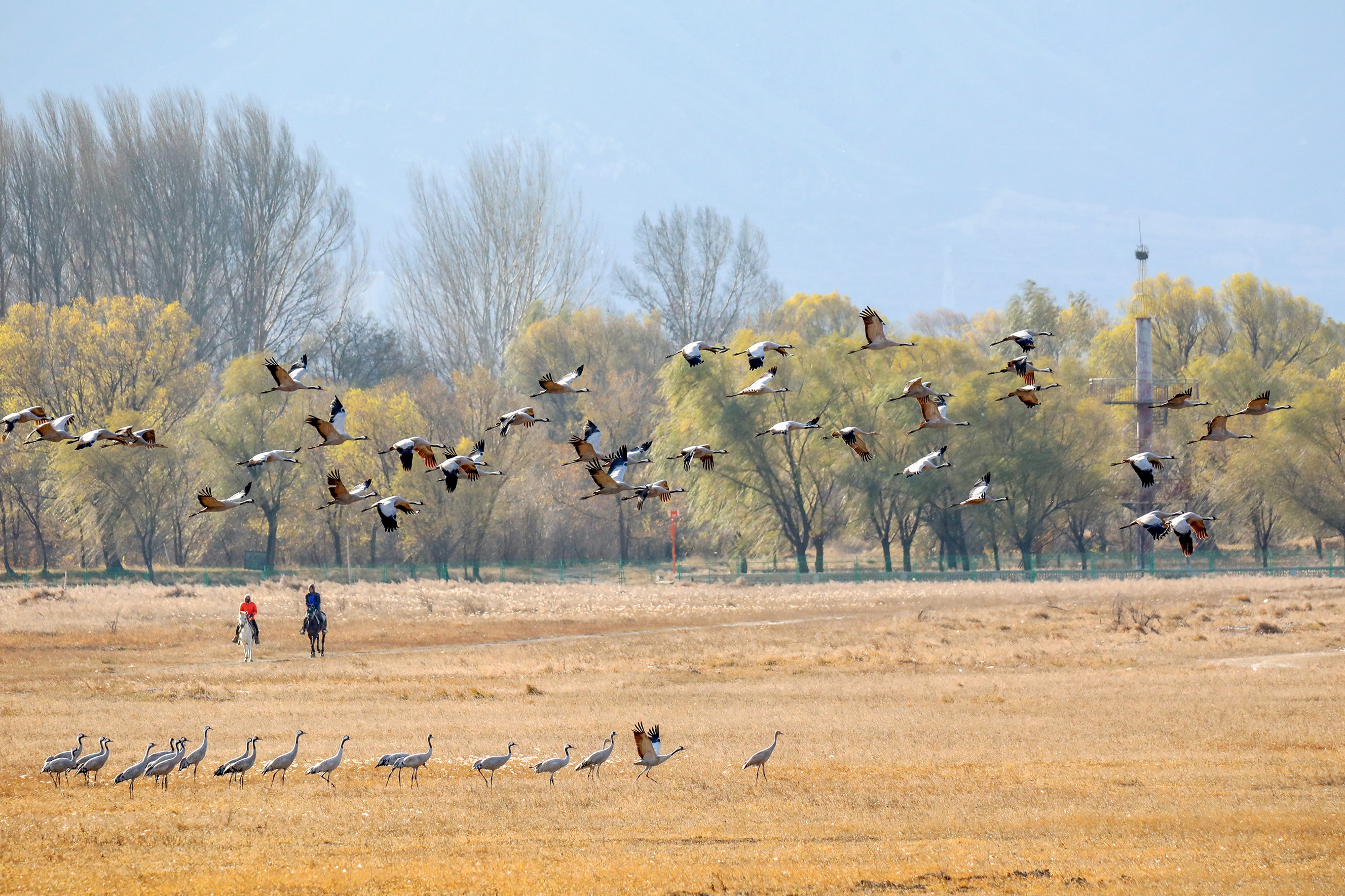 野鴨湖濕地的灰鶴。受訪者供圖