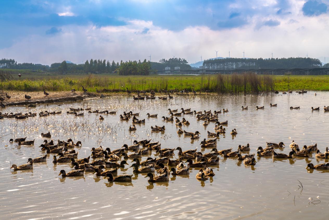 �B(y��ng)ֳ����w���ڹ���^(q��)ˮ���B(y��ng)ֳ�ľG�^�������֔z