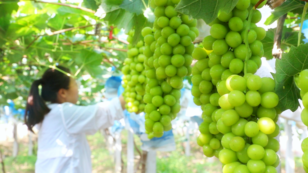 С�ʹ����ш@���ꖹ�õ��������Ф��骔z