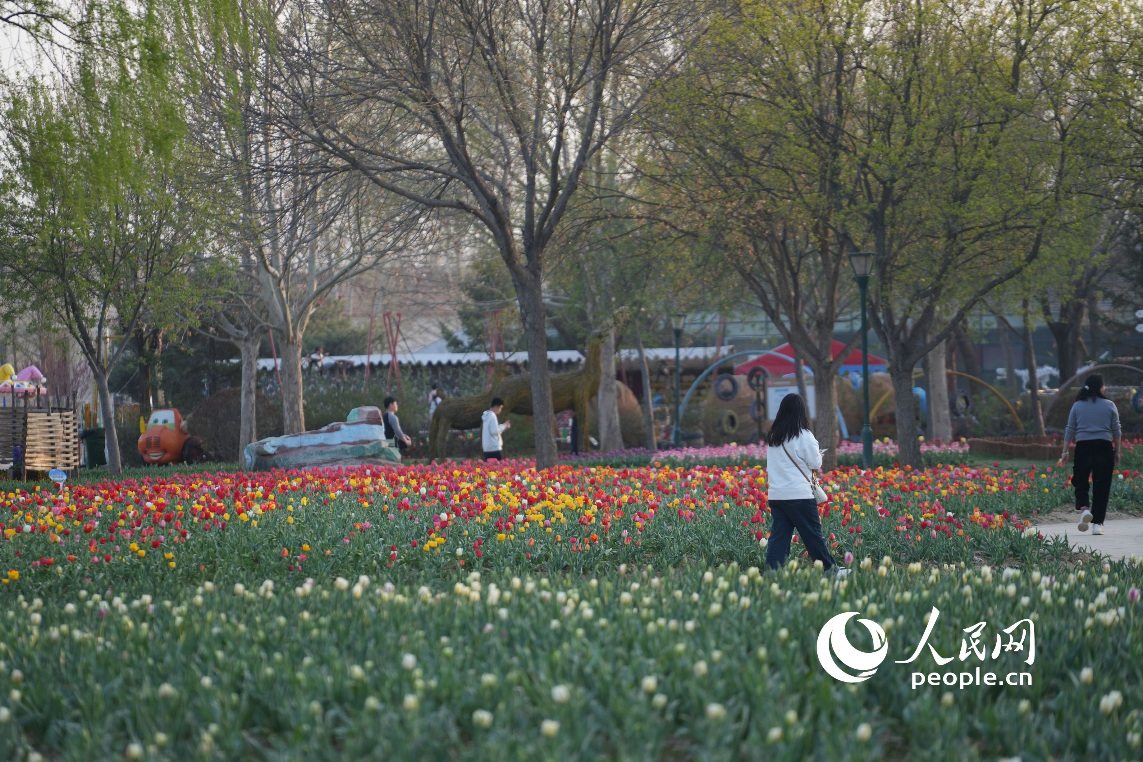 �ο������������㻨��������W(w��ng)ӛ�� ���옷�z