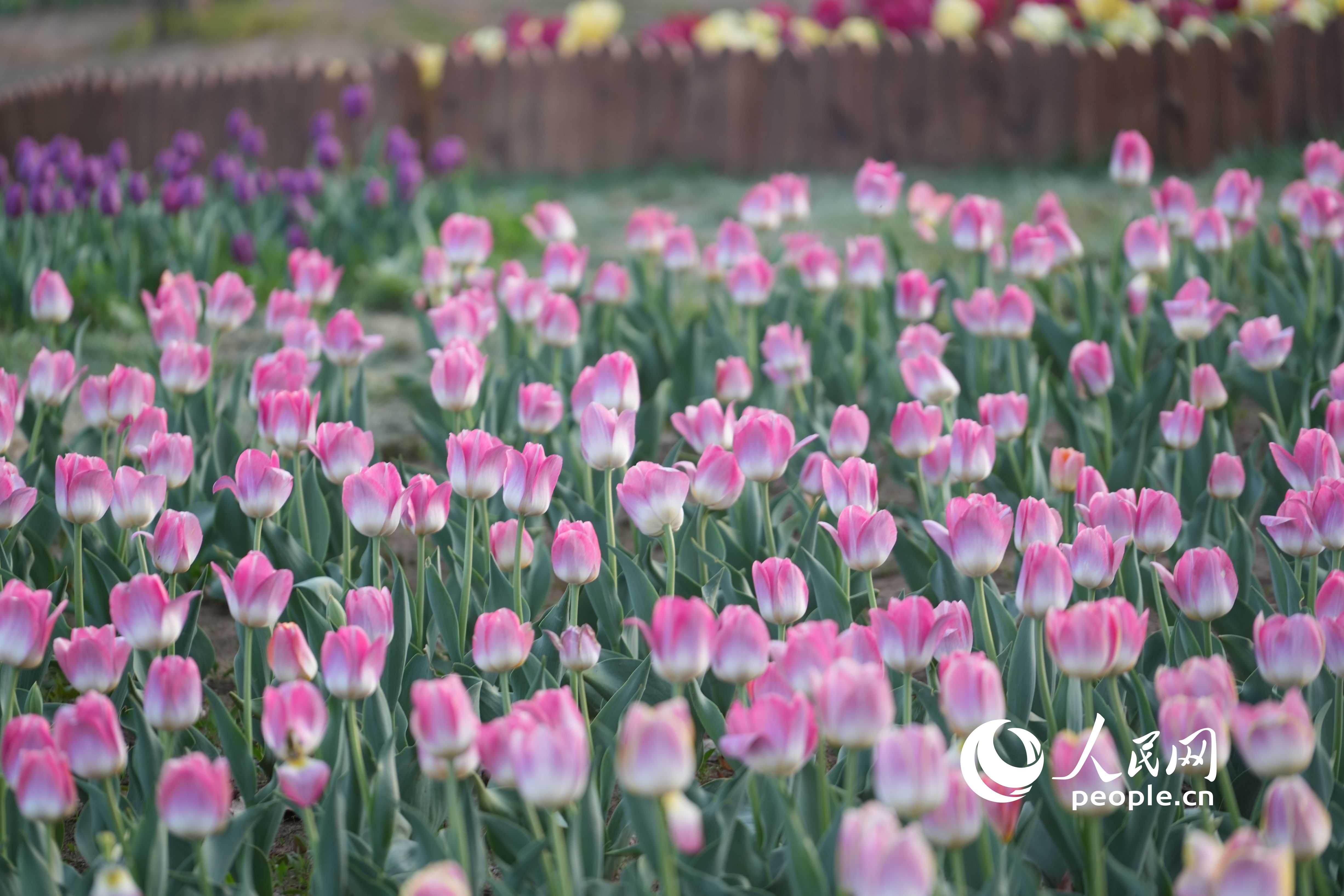 ��ɫ�������㻨��������W(w��ng)ӛ�� ���옷�z