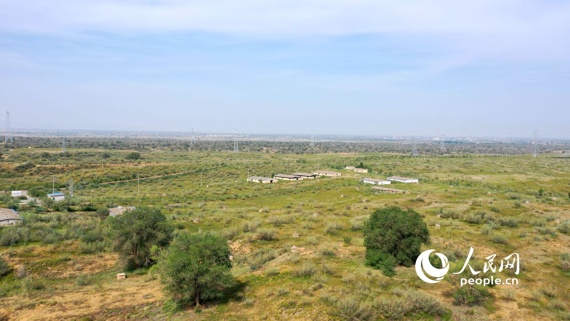 八步沙林場上的植被。人民網(wǎng)記者 王天樂攝