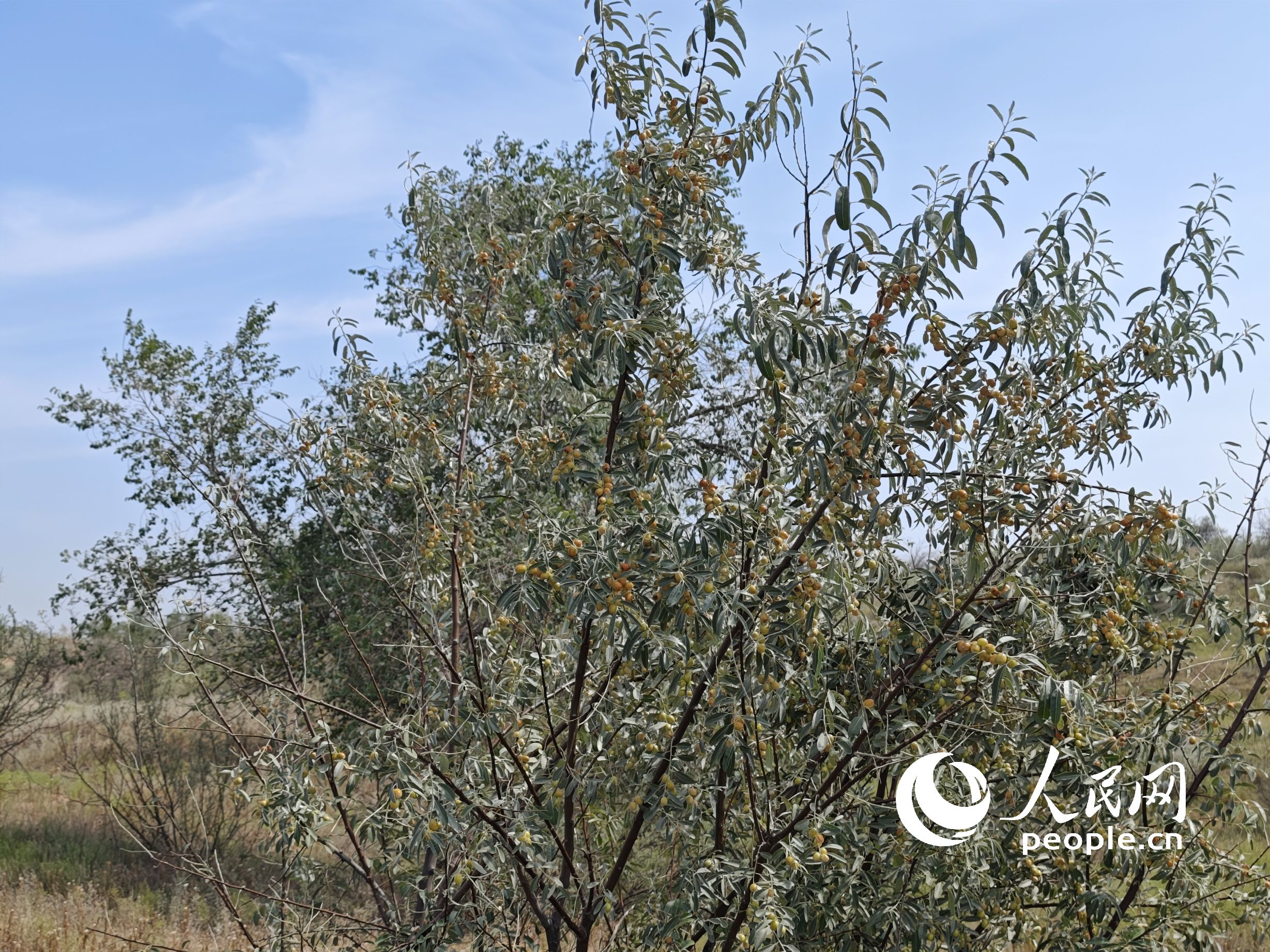 ��(j��ng)�^�������˲�ɳ�ϳɻ��ɳ������ ����W(w��ng)ӛ�����옷�z