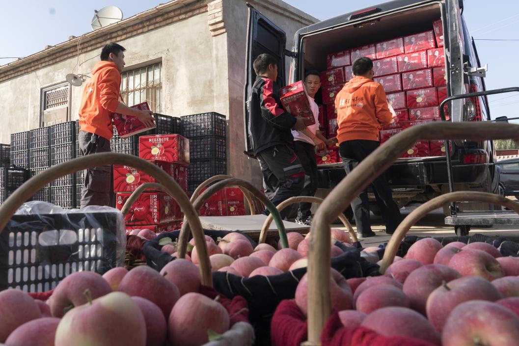 西部冰糖心蘋果，乘著商流上行。劉浩攝