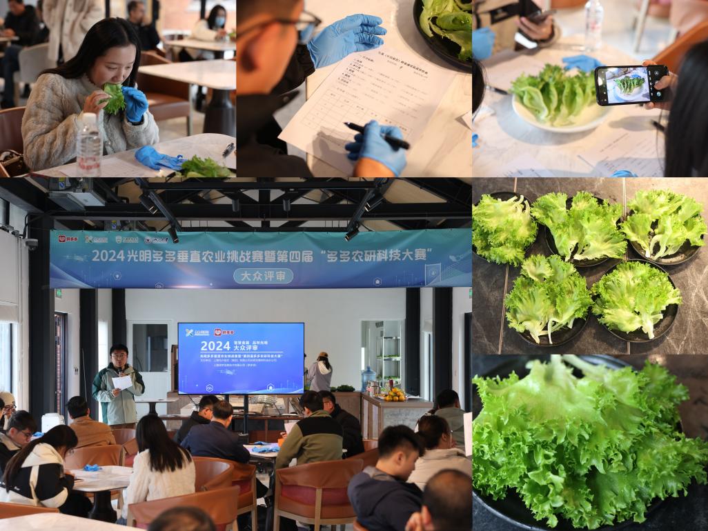 15位大眾評審對6支團(tuán)隊種植的生菜進(jìn)行食味品鑒。倪永孝攝