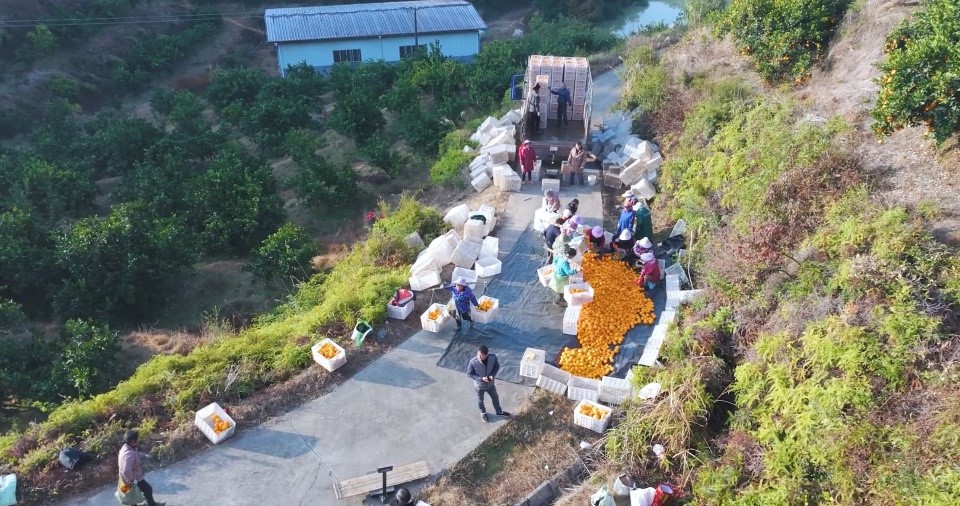 果農(nóng)將臍橙采摘后進(jìn)行初步篩選。人民網(wǎng)記者 張力洋攝