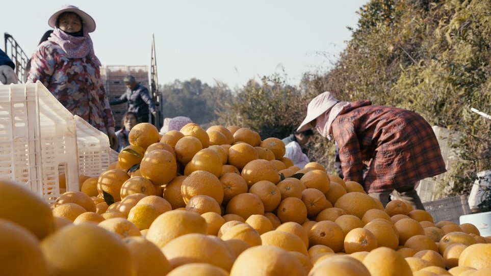 贛南臍橙喜獲豐收。人民網(wǎng)記者 張力洋攝