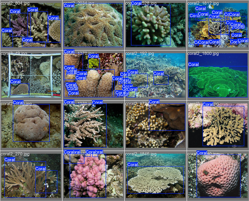 南海珊瑚識(shí)別。阿里云供圖