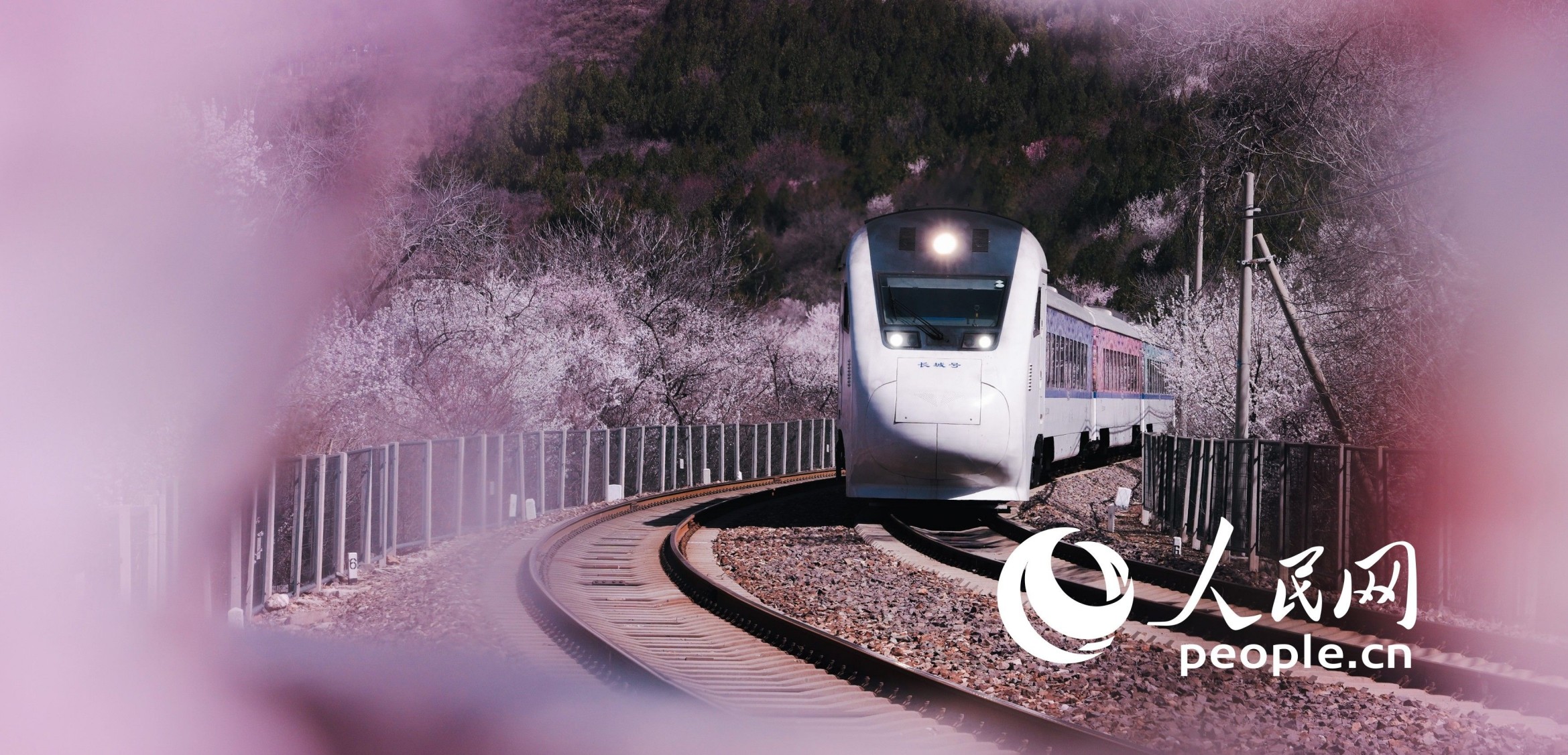 北京居庸關(guān)花海棧道，近郊鐵路S2線穿行花海之中。 徐方琛攝 