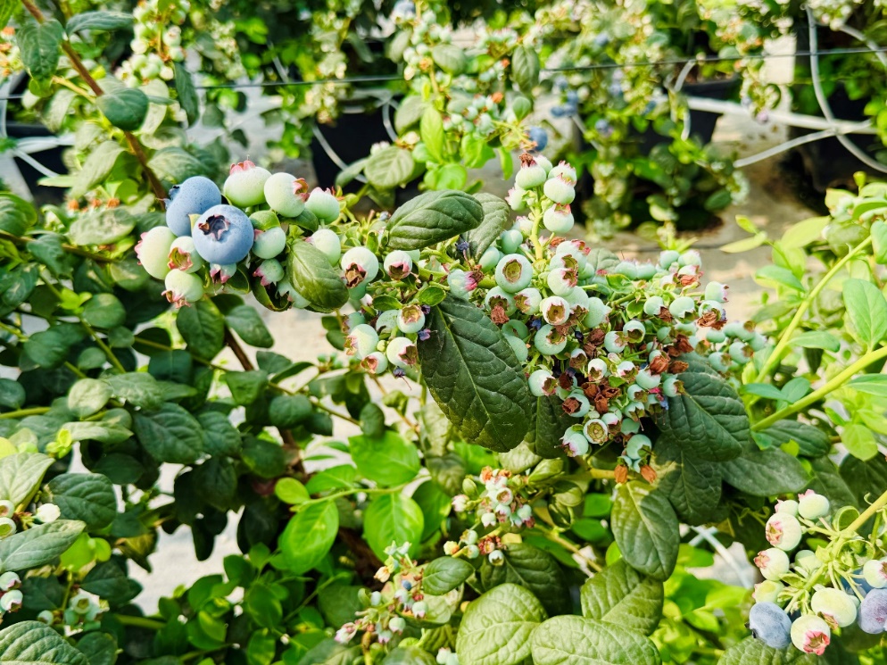 馮威基地里的藍(lán)莓盆栽正處在膨果期，半個(gè)月后全部變色即可采摘。李康攝