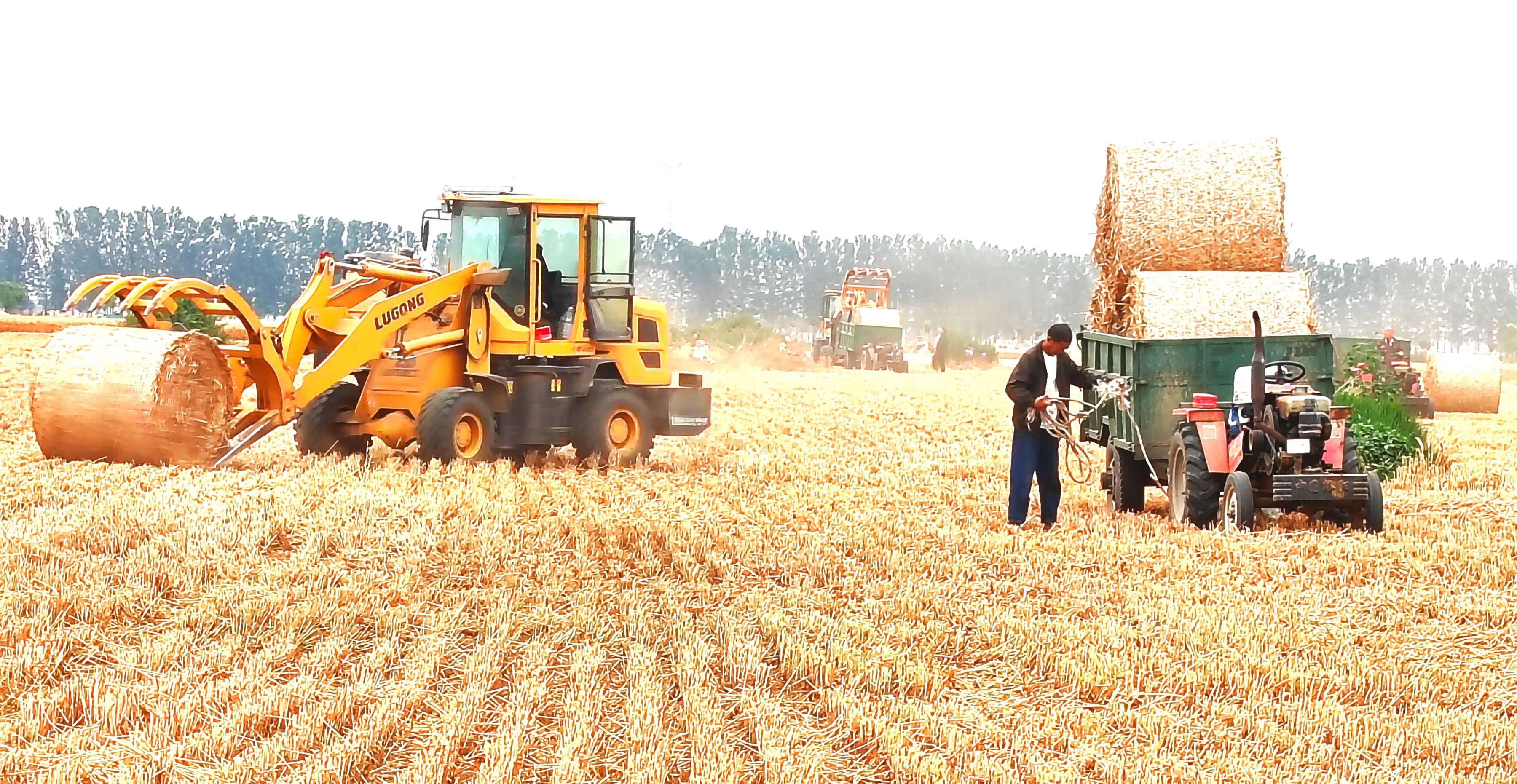 糧食收獲后的秸稈，成為農(nóng)戶增收的另一來源。袁春麗攝