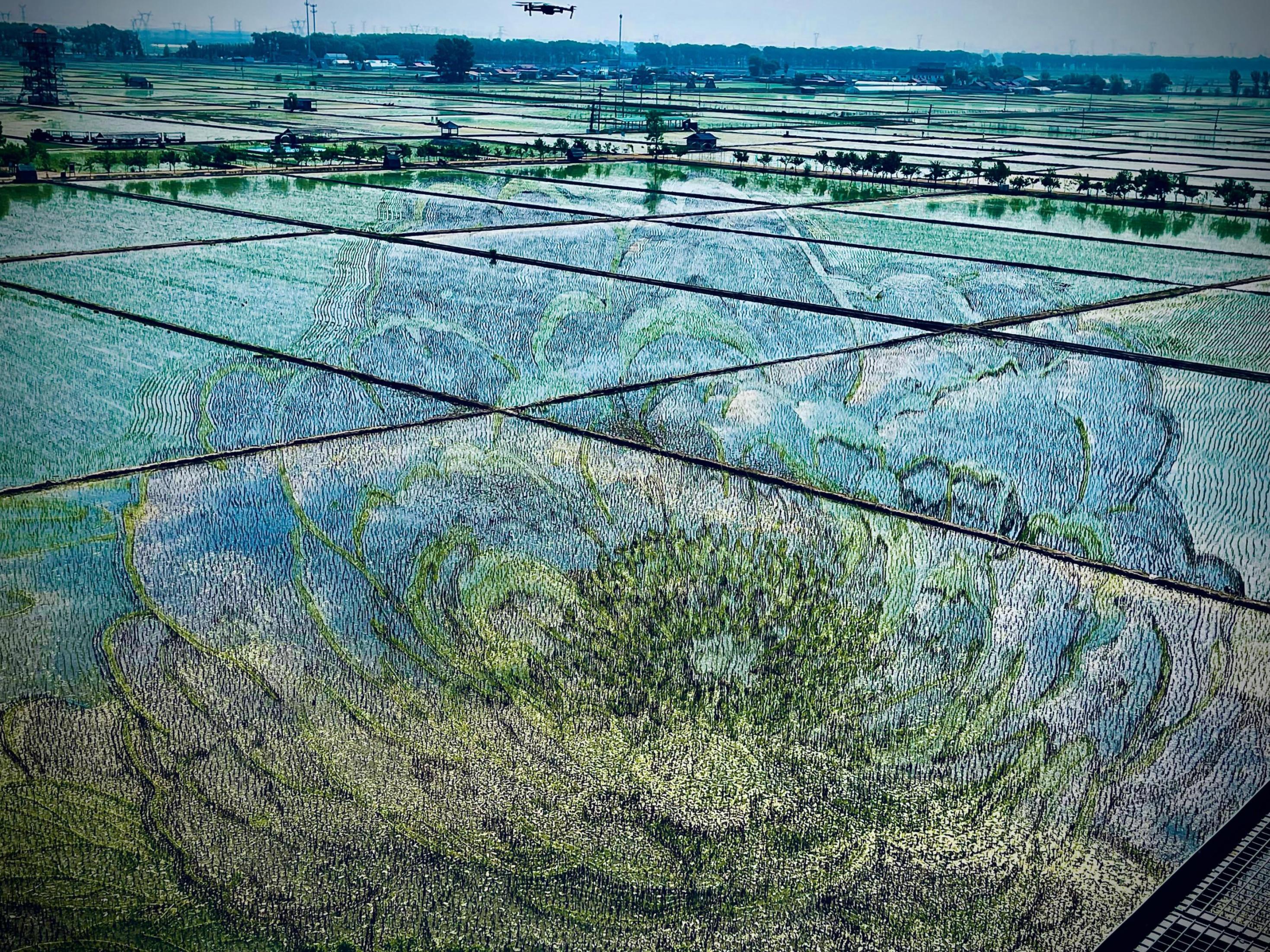 國色山河主題稻田畫。人民網(wǎng)記者 任妍攝