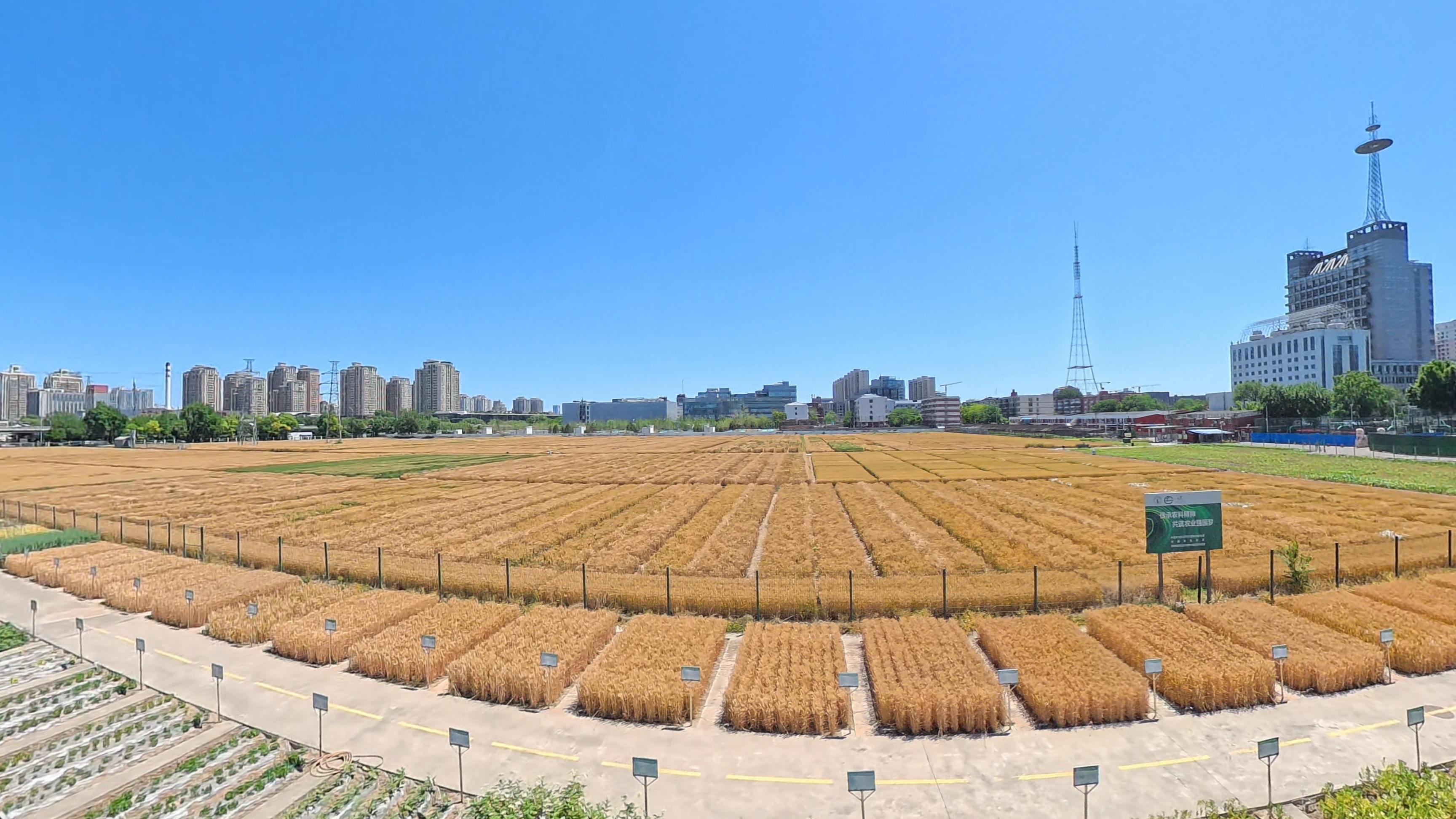 北京三環(huán)內(nèi)金黃的麥田與湛藍(lán)的天空構(gòu)成一幅獨(dú)特的城市田園圖。人民網(wǎng)記者 王天樂(lè)攝