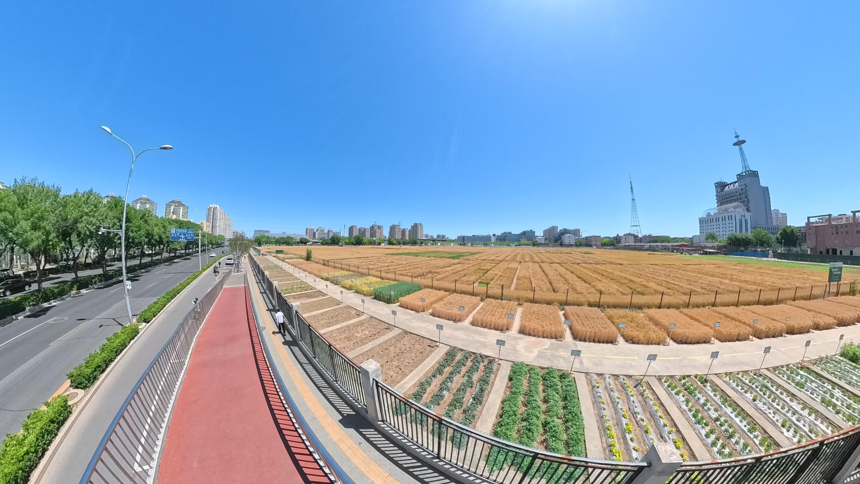 金黃的麥田與湛藍(lán)的天空構(gòu)成獨(dú)特的城市田園美景。人民網(wǎng)記者 王天樂(lè)攝