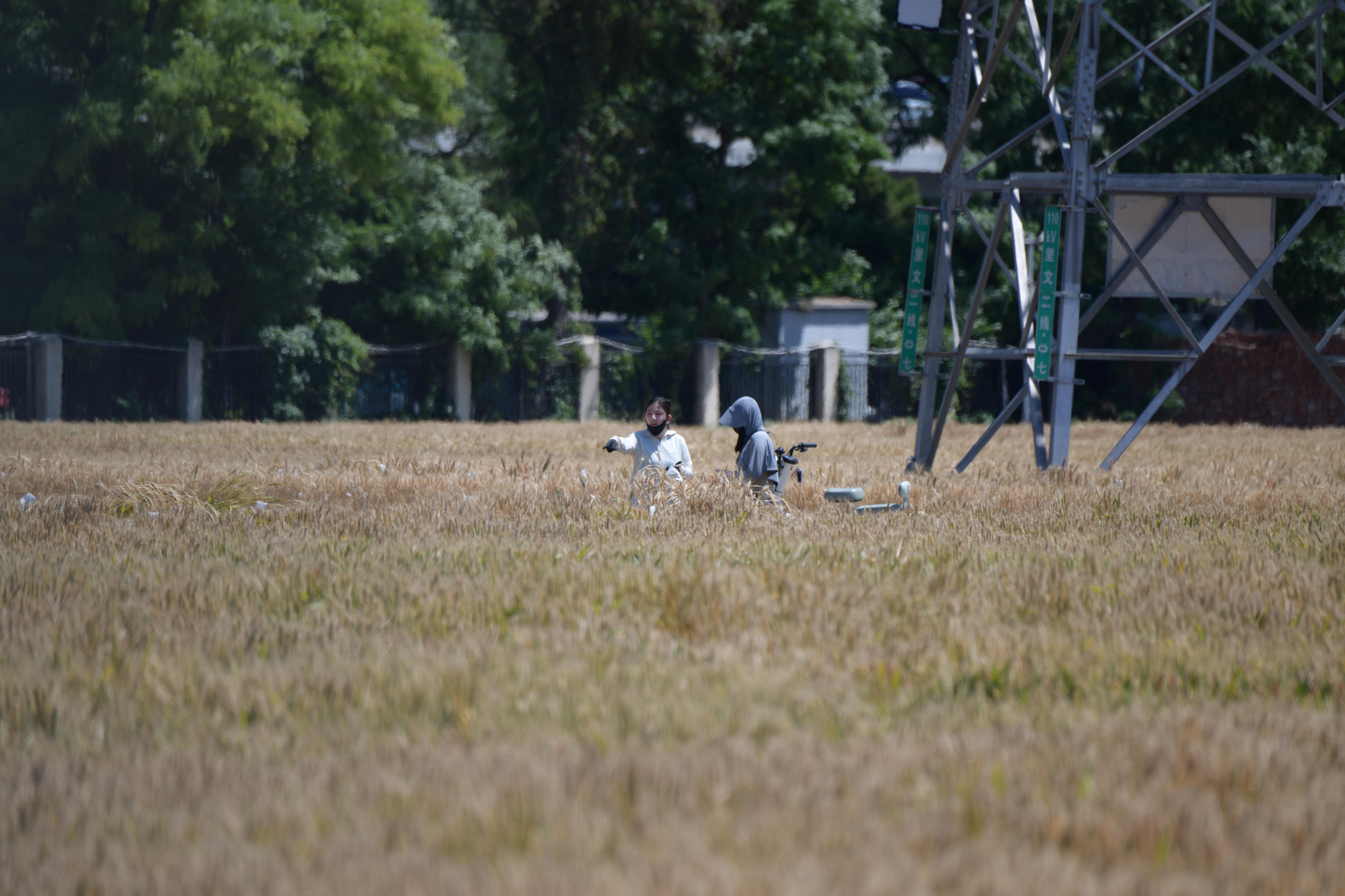 中國農(nóng)業(yè)科學(xué)院作物科學(xué)研究所的試驗(yàn)田里，工作人員正在查看小麥長(zhǎng)勢(shì)。人民網(wǎng)記者 王天樂攝