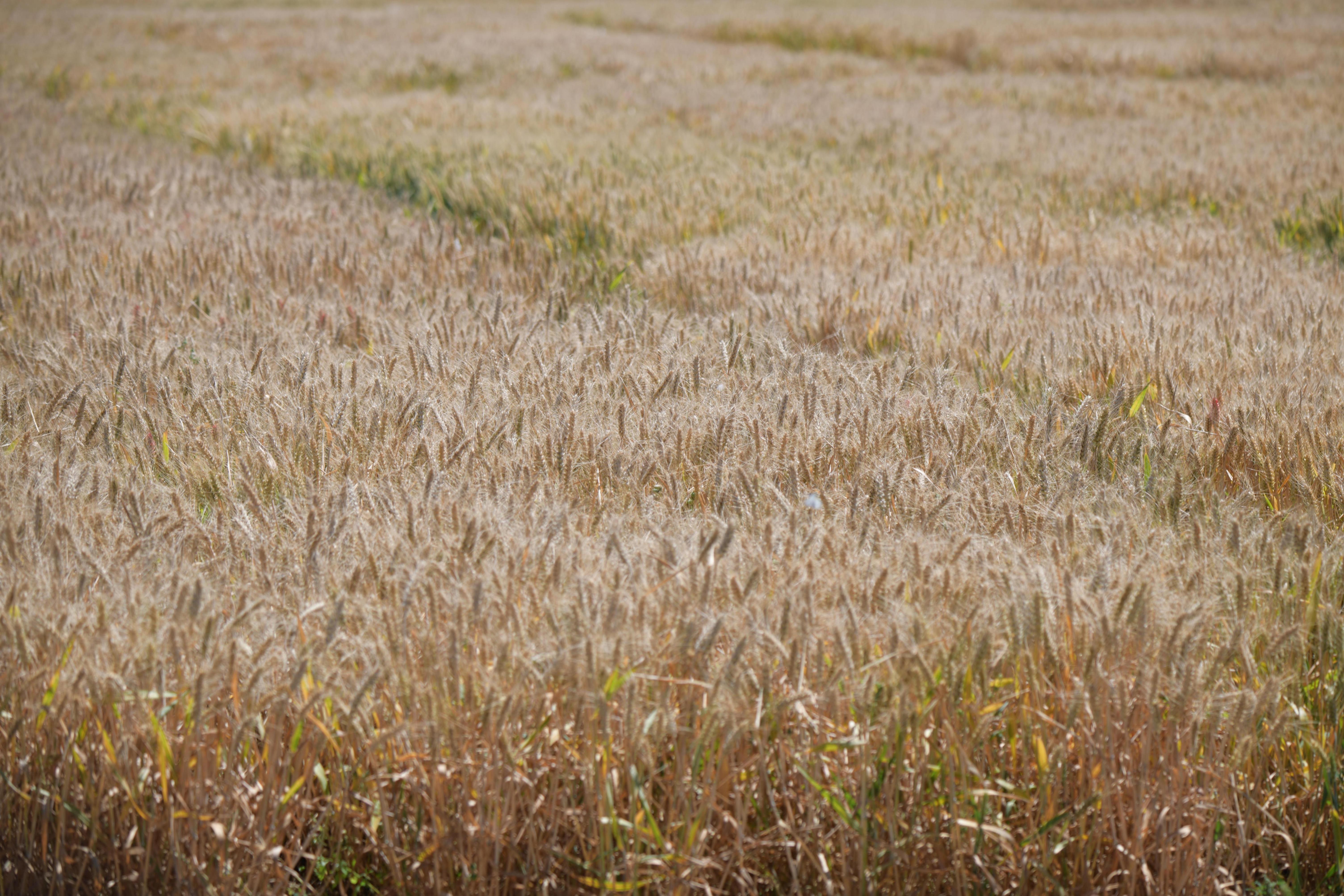 北京三環(huán)內(nèi)的小麥試驗(yàn)田即將迎來收獲季。人民網(wǎng)記者 王天樂攝