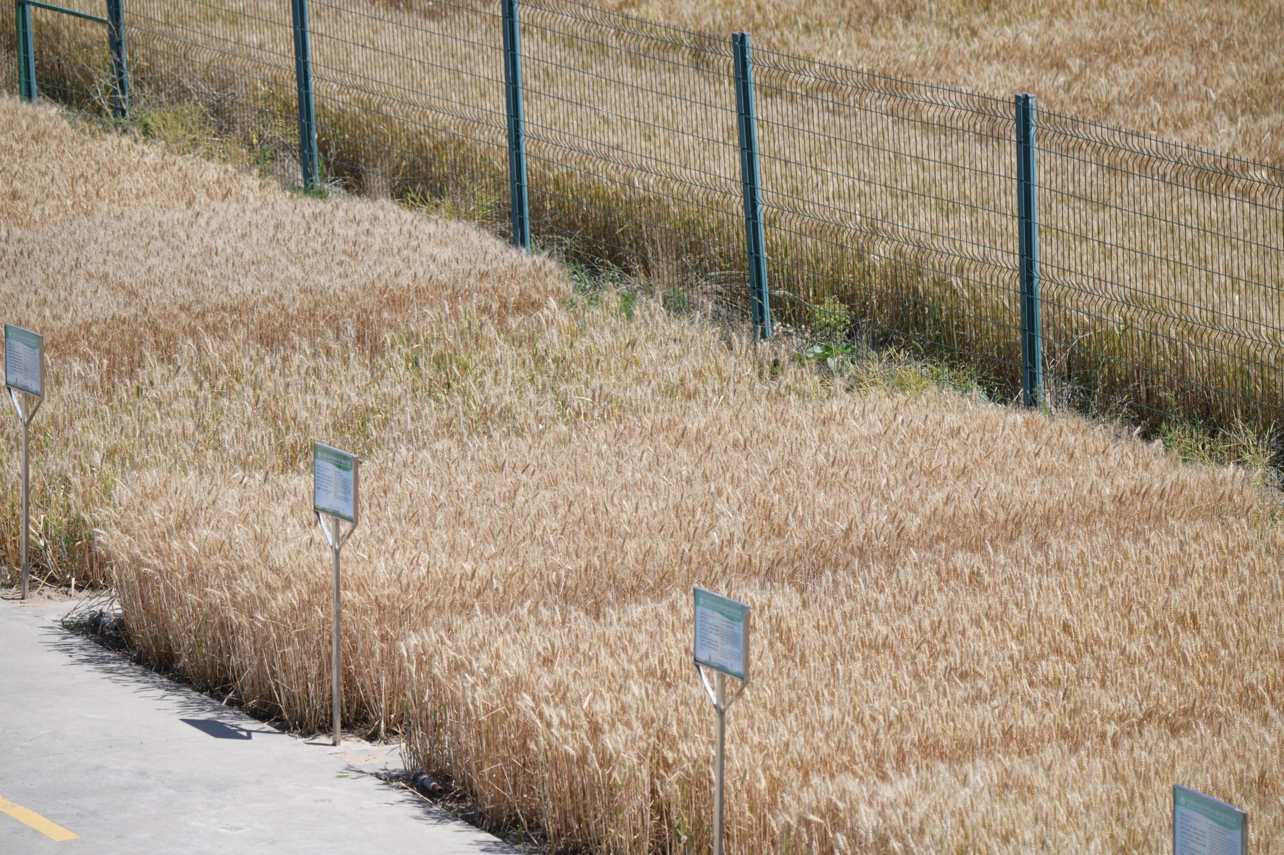 北京三環(huán)內(nèi)的小麥試驗田即將迎來收獲季。人民網(wǎng)記者 王天樂攝