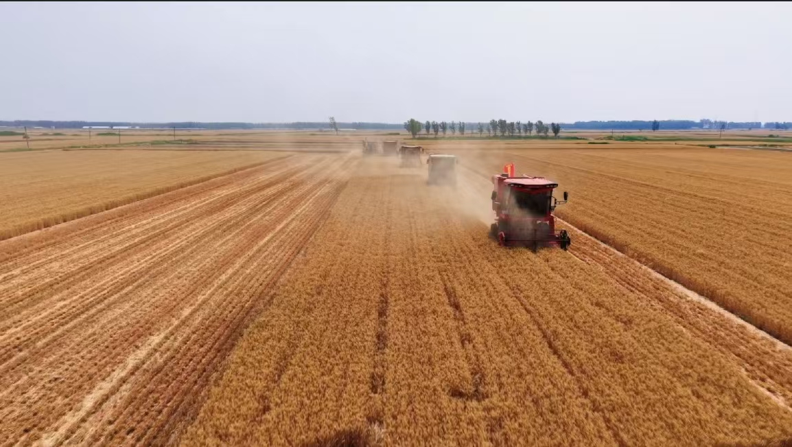山東濟(jì)寧嘉祥縣滿硐鎮(zhèn)蔡北新村的小麥進(jìn)入收獲期。人民網(wǎng)記者 王天樂(lè)攝