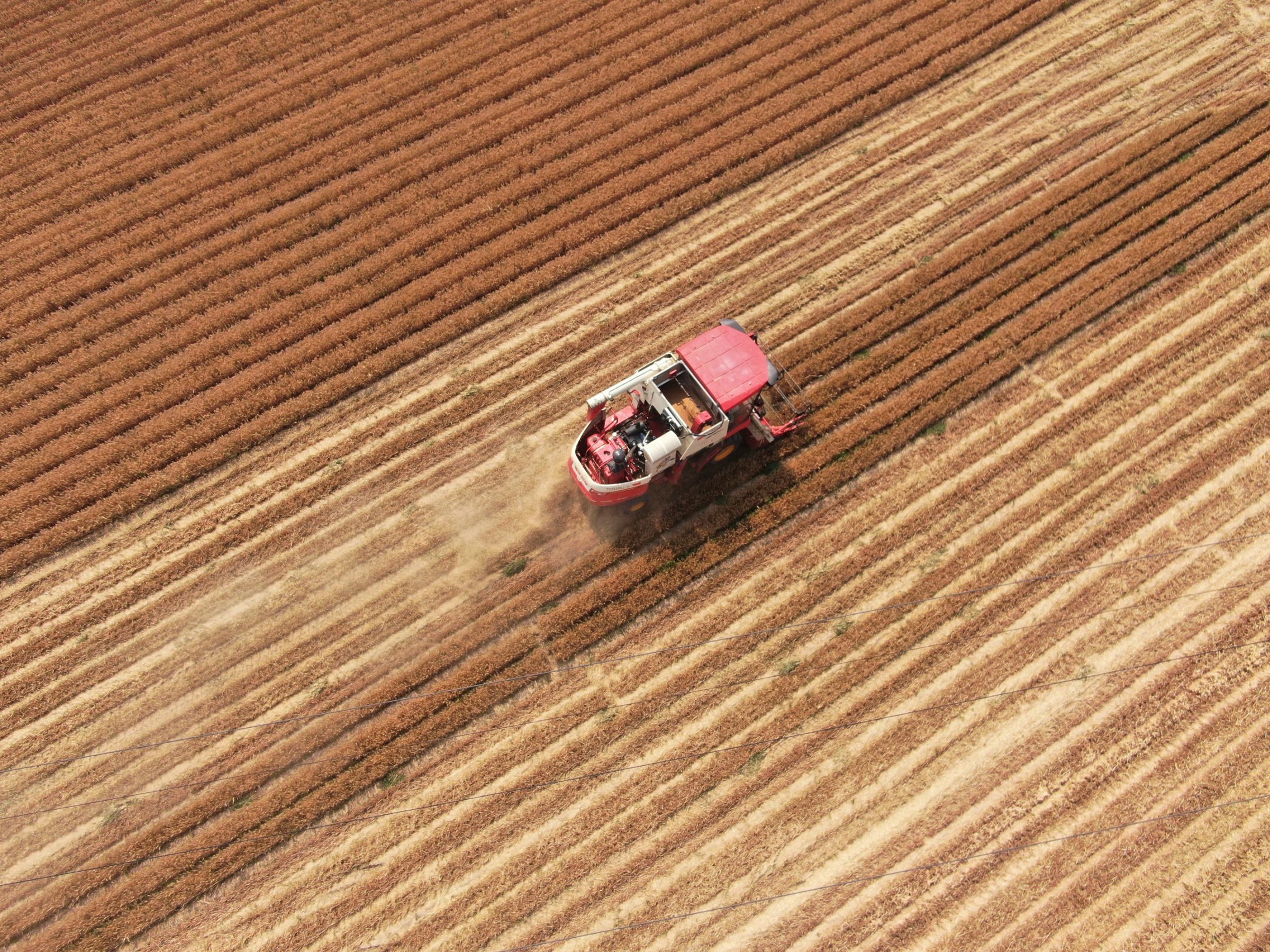 安裝了北斗導(dǎo)航系統(tǒng)的收割機(jī)，讓夏糧機(jī)收更及時、更快捷。劉肖坤攝